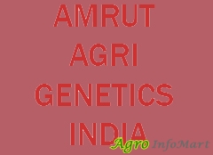 AMRUT AGRI GENETICS INDIA vadodara india