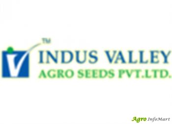 Indus Valley Agro Seeds Private Limited In Hyderabad Vegetable Seeds