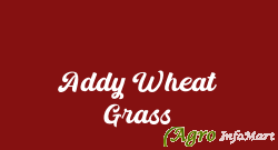 Addy Wheat Grass