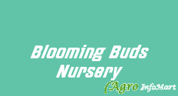 Blooming Buds Nursery shimla india