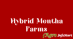 Hybrid Mentha Farms