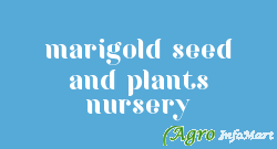 marigold seed and plants nursery