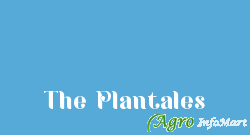 The Plantales