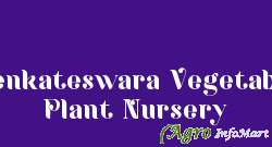 Venkateswara Vegetable Plant Nursery  