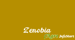 Zenobia